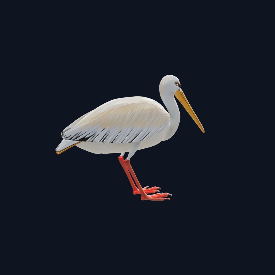 Realistic Pelican Bird 3D Model