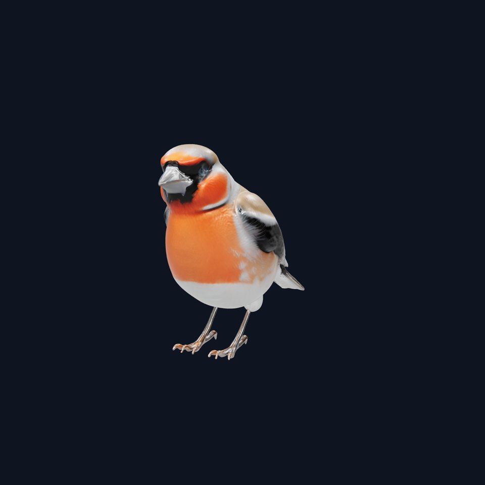 Realistic Bullfinch Bird 3D Model viewer poster