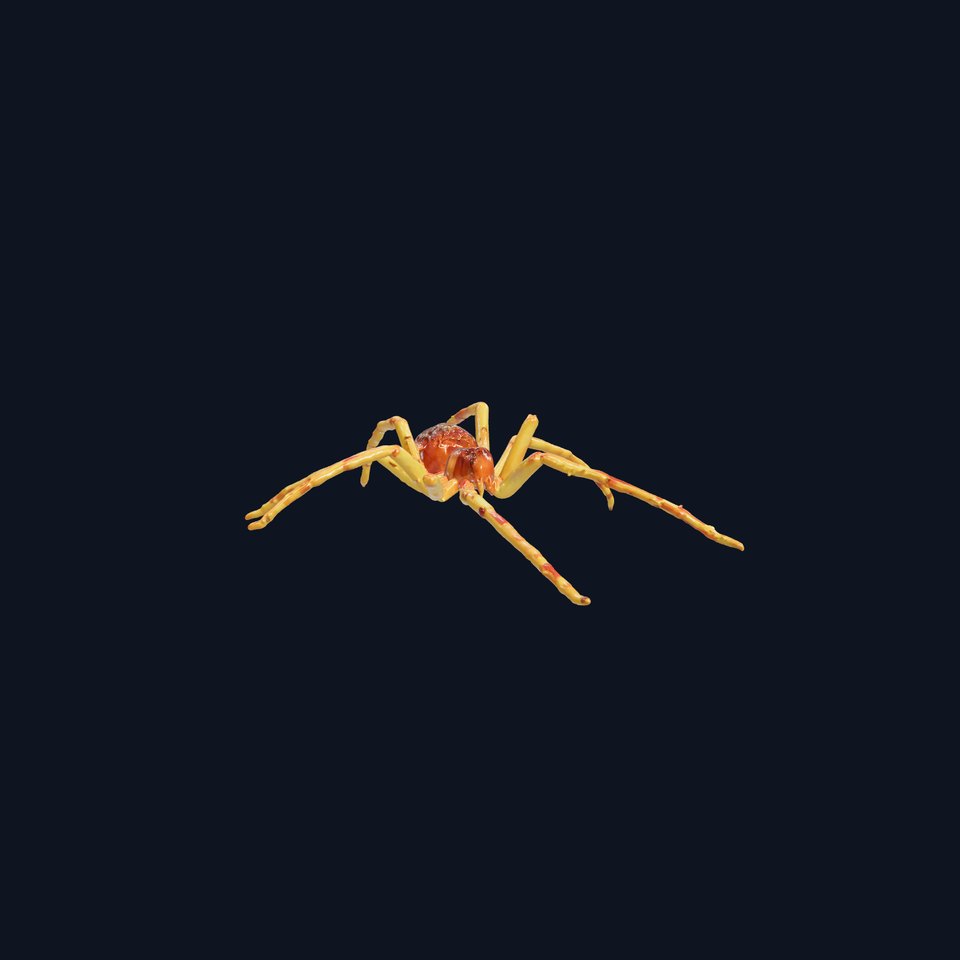 Realistic Sea Spider 3D Model with Long Legs