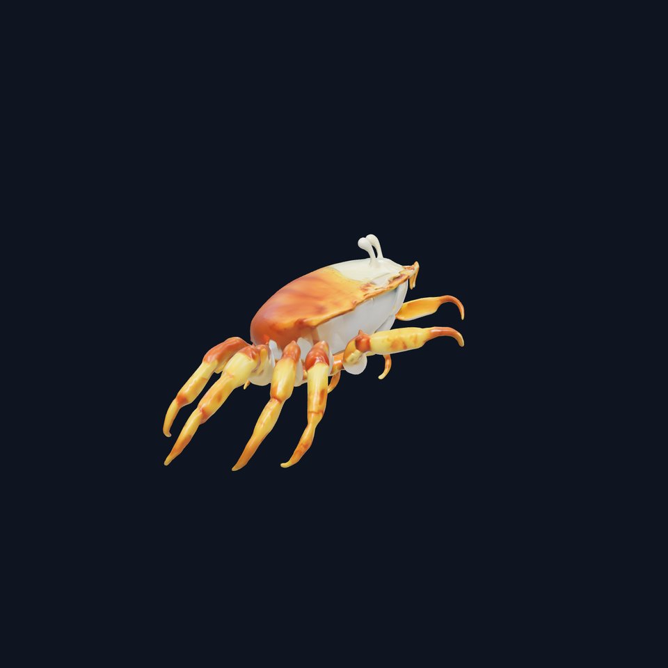 Porcelain Crab 3D Model with Detailed Anatomy
