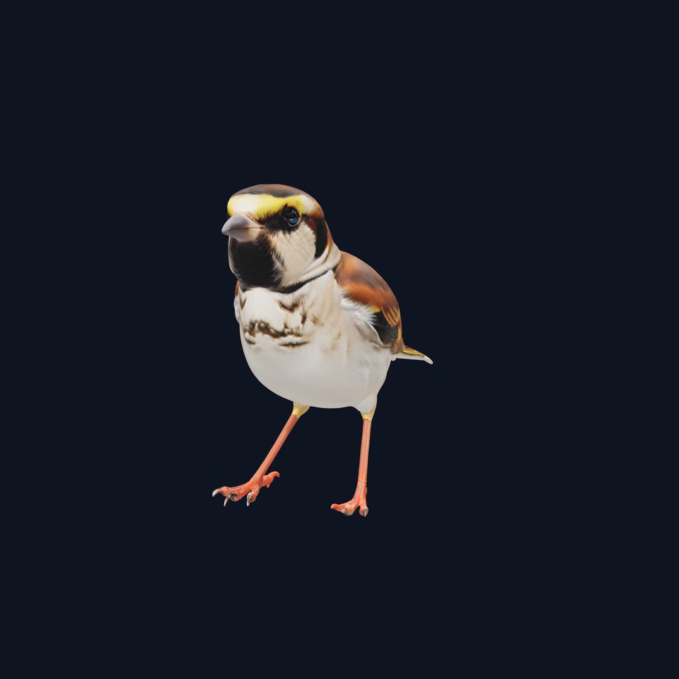 Cape Sparrow 3D Model with Yellow Shoulder Patches viewer poster