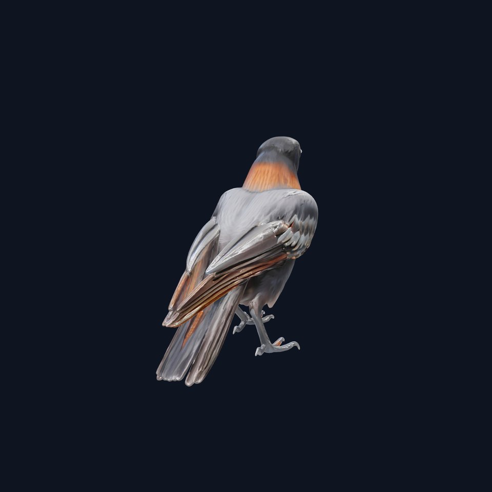 Chihuahuan Raven 3D Model with Desert Adaptation Features