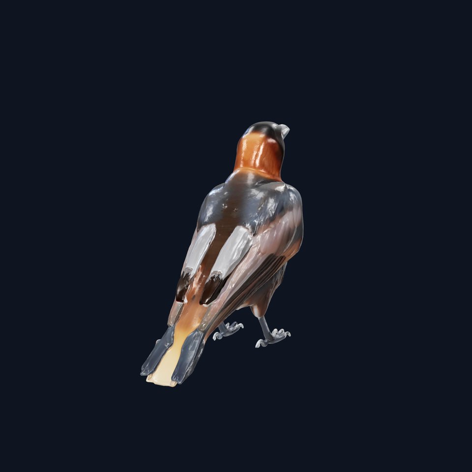 Brown-necked Raven Detailed 3D Model