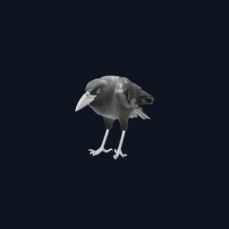 Australian Raven Model with Glossy Black Feathers