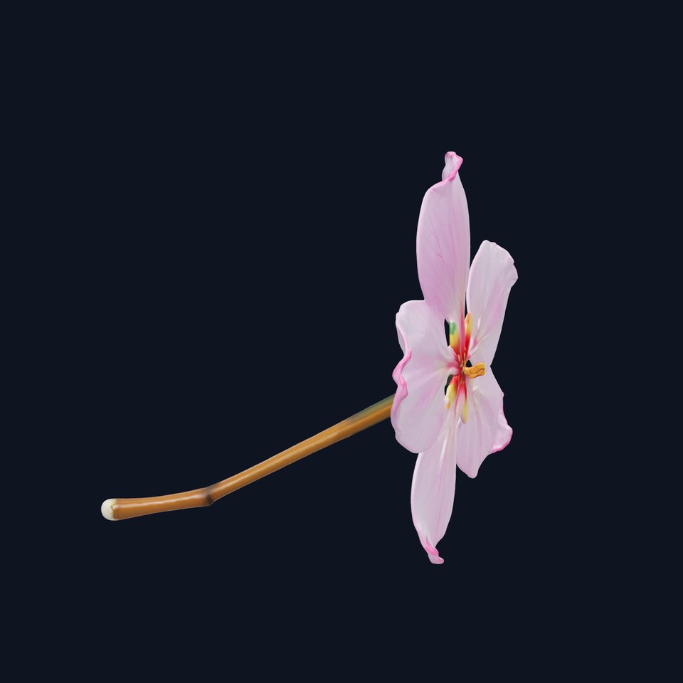 Cherry Blossom Single Flower 3D Model