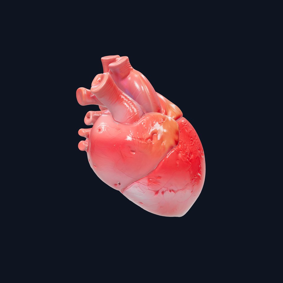 Realistic Human Heart 3D model pack