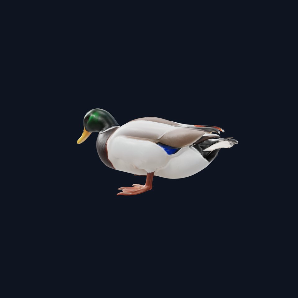Mallard Duck Realistic Pose model pack