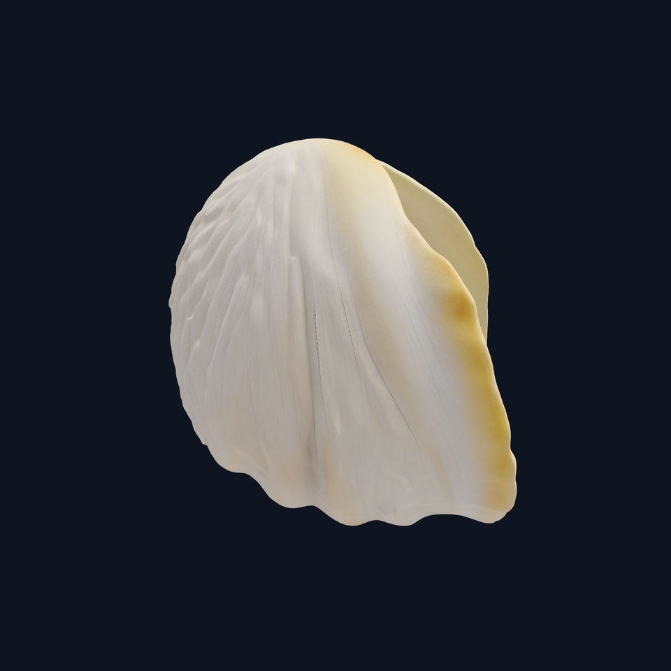 Realistic Seashell with Scalloped Edge model pack
