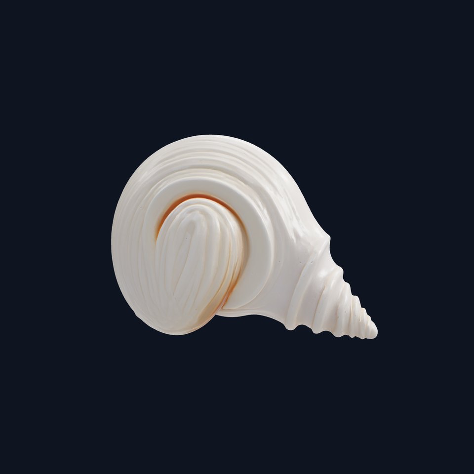 Spiral Seashell Natural Design model pack