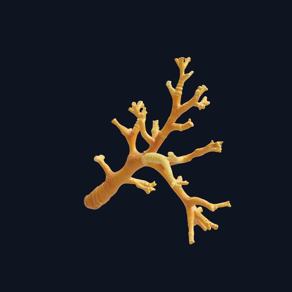 Branching Coral Textured Surface Model Pack