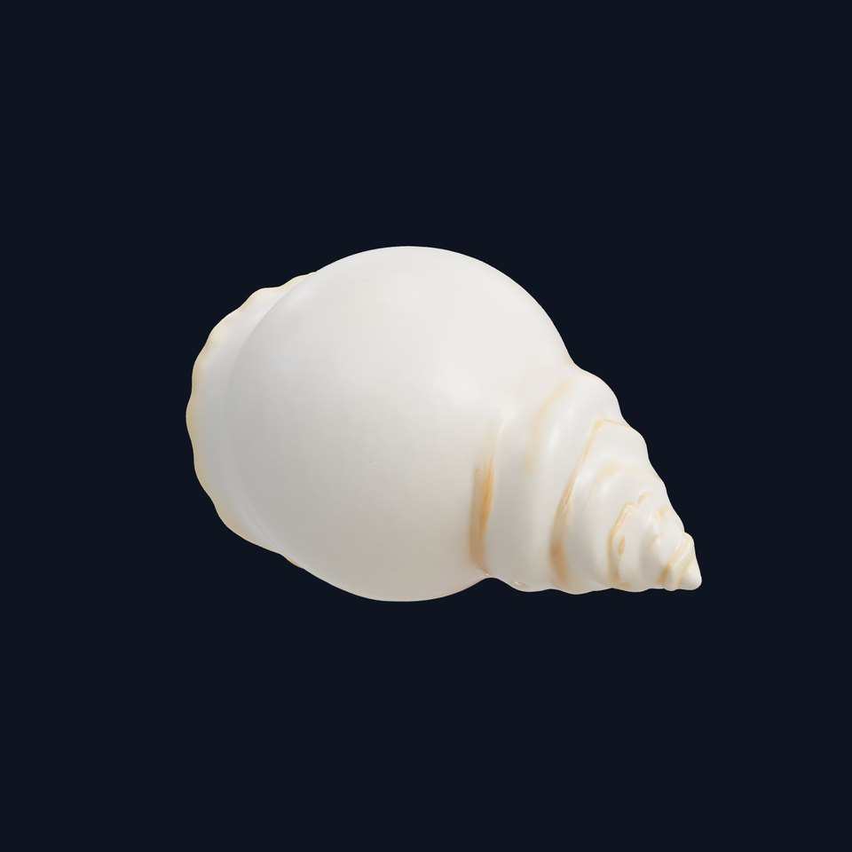 Natural Seashell Scalloped Edge Model Pack