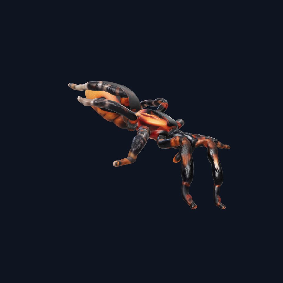 Realistic Tarantula Spider Model Pack