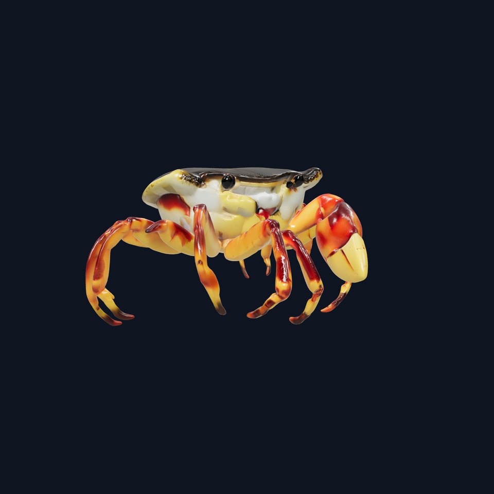 Colorful Fiddler Crab with Asymmetrical Claws model pack