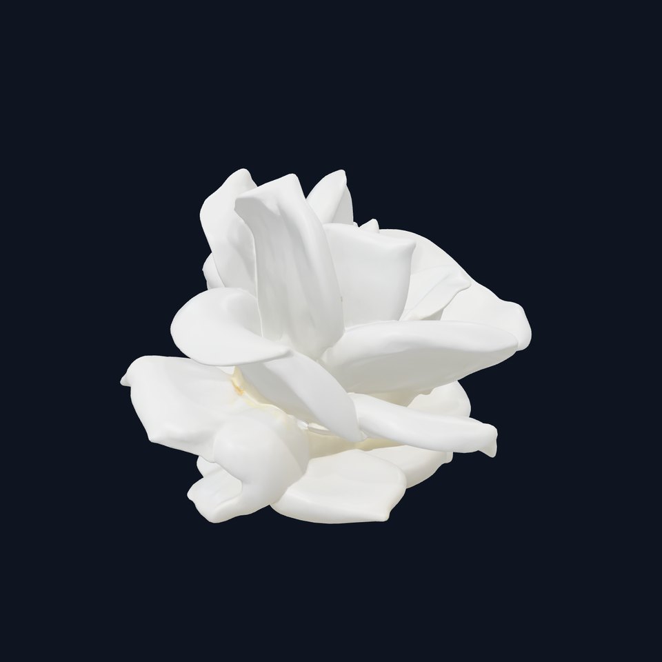 Rosa Alba White Rose Floral Model Pack