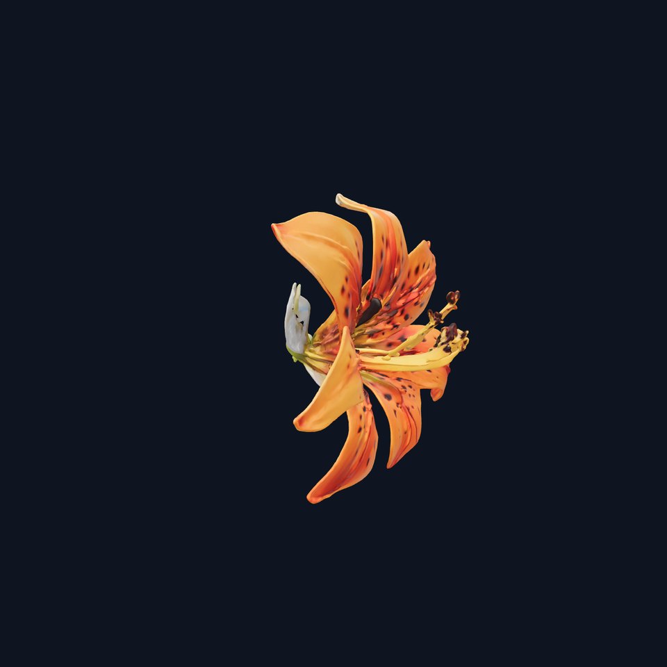 Leopard Lily Orange Realistic Flower model pack