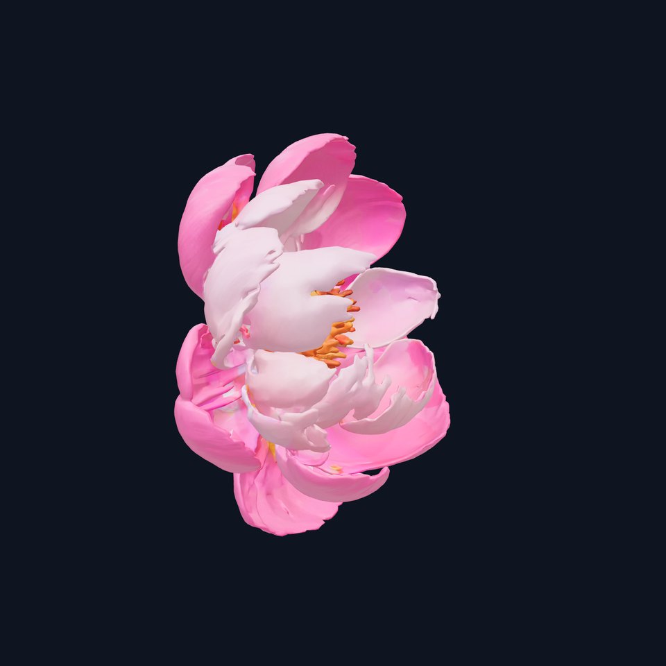 Japanese Peony Artistic Floral Sculpture model pack