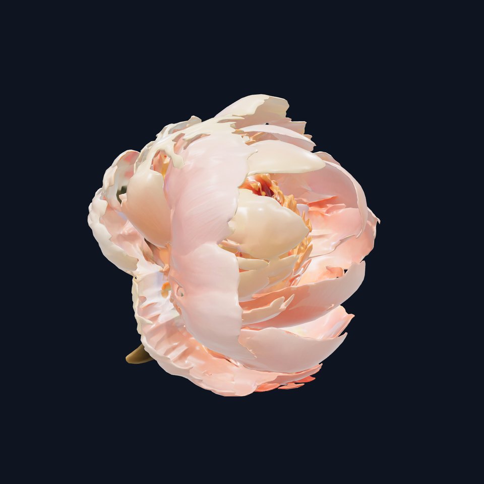 Peony Flower Detailed Realistic Bloom model pack