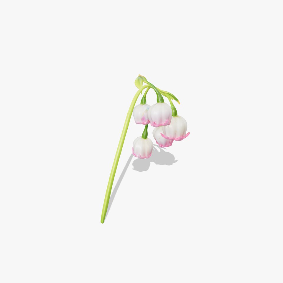 Bicolor Lily of the Valley model pack