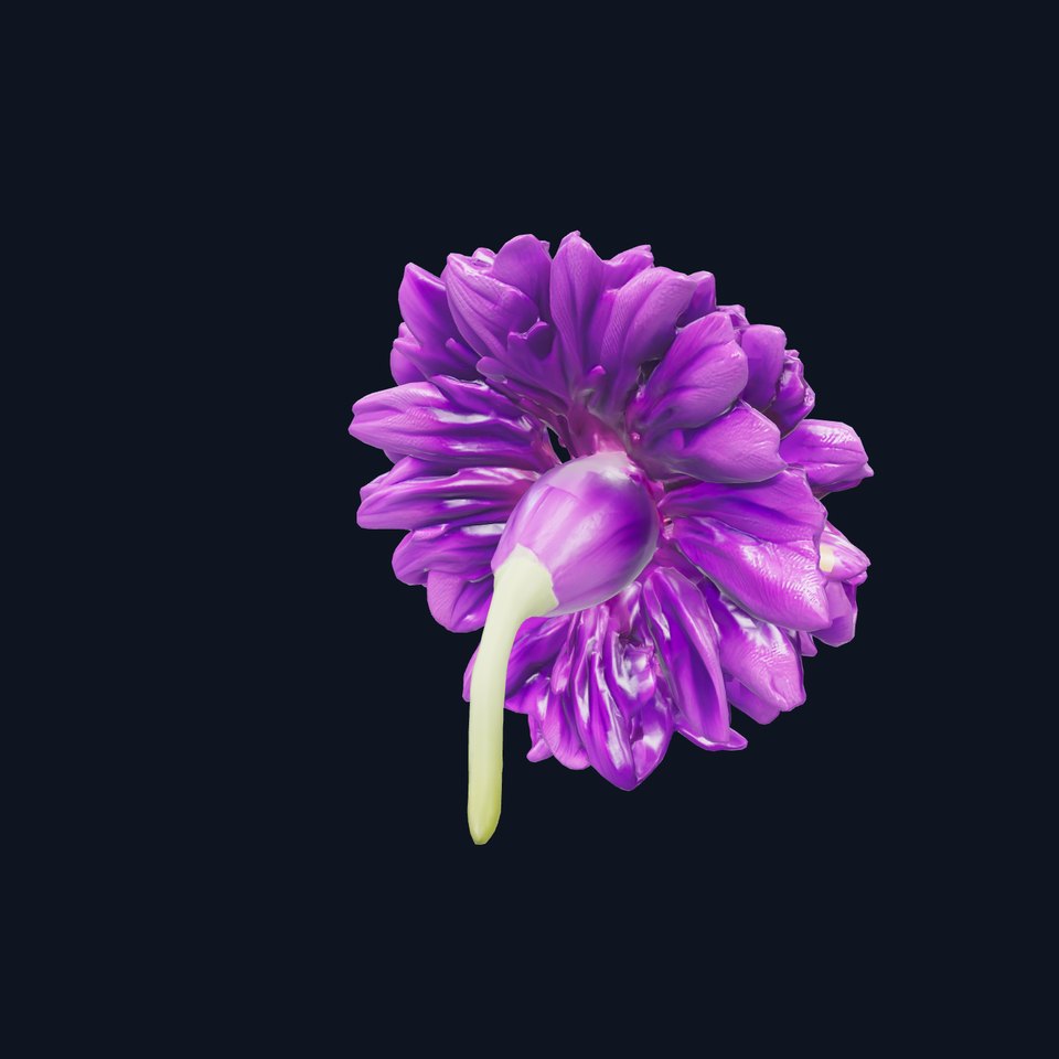 Dianthus Purple Flower model pack