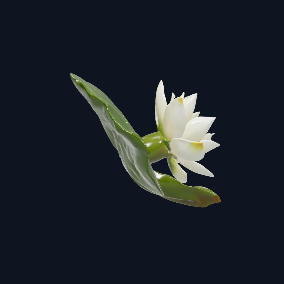 White Water Lily Nymphaea Alba Detailed Model Pack