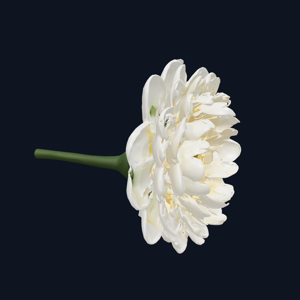 White Ranunculus Flower Detailed Botanical model pack