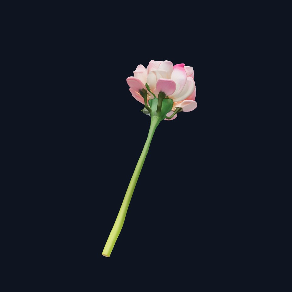 Realistic Ranunculus Flower High-Detail Model Pack