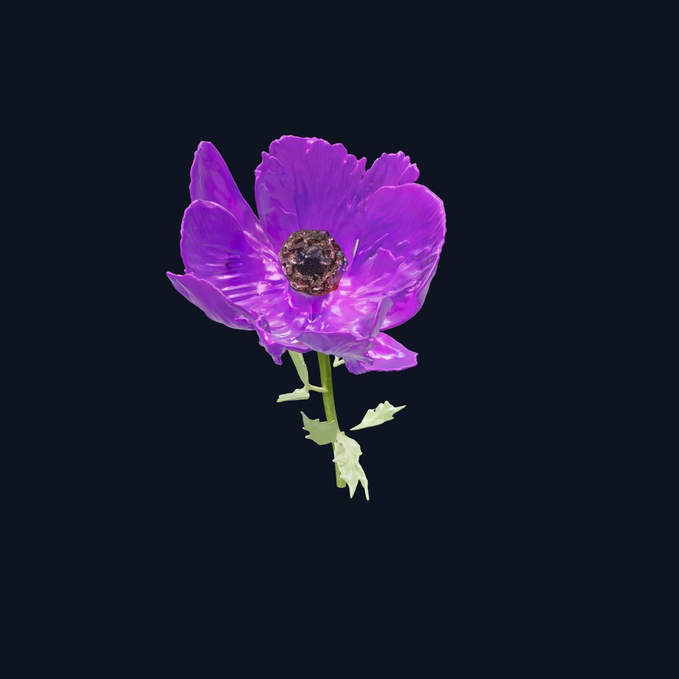Papaver Purple Flower Model Pack