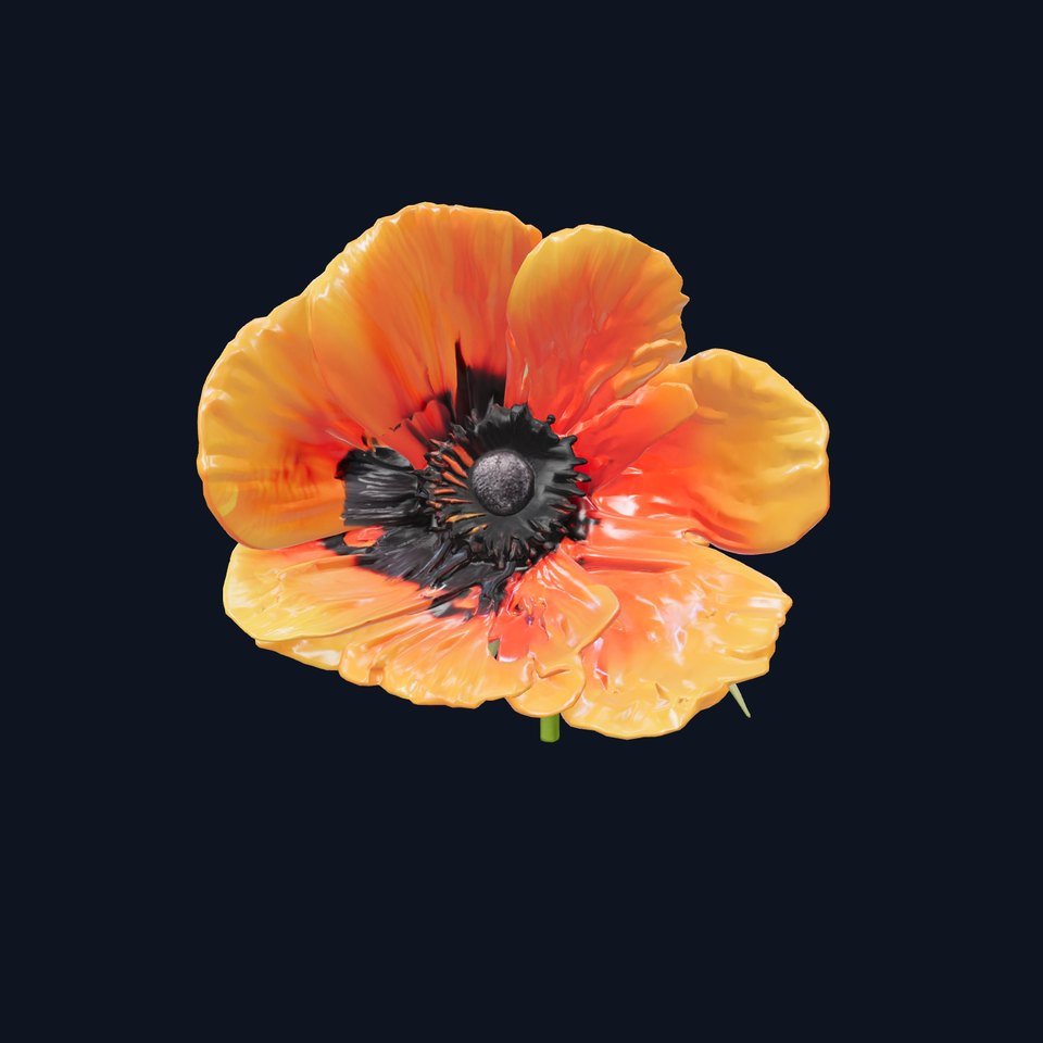 Papaver Orange Blossom Realistic Flower model pack