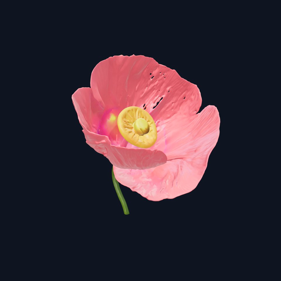 Soft Pink Poppy Flower Sculpture model pack