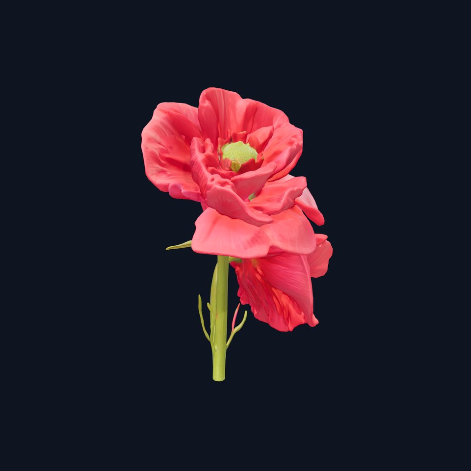 Papaver Double Flower Realistic Wavy model pack