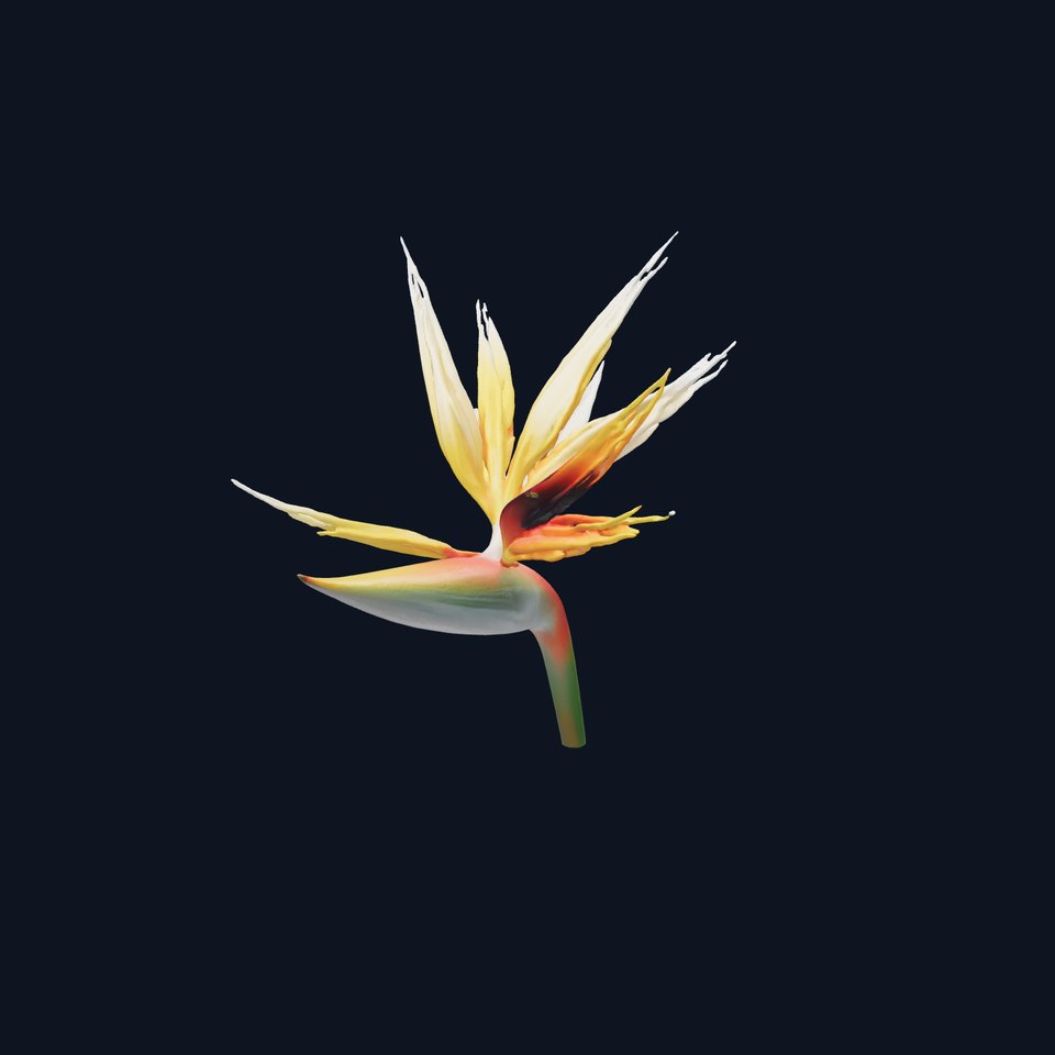 Strelitzia Alba Flower Realistic Model Pack
