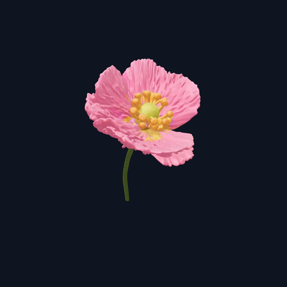 Papaver Pink Flower Detailed Petal Model Pack