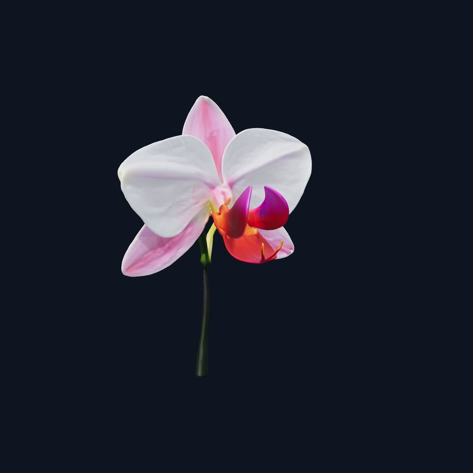 Cymbidium Elegant Petal Orchid 3D Model Pack