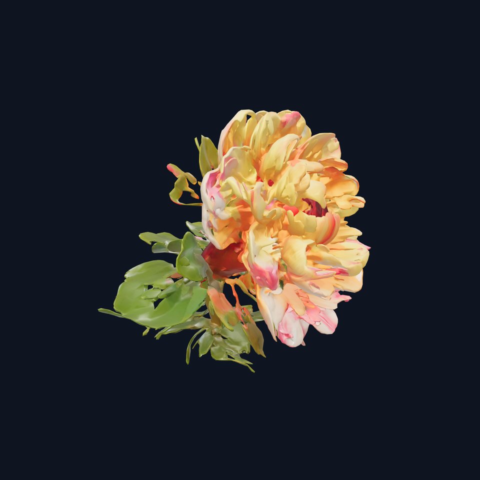 Ranunculus Flower Realistic Texture Model Pack