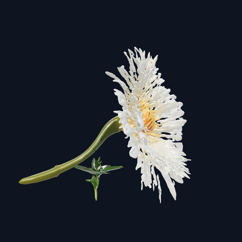 White Cornflower Realistic Floral Model Pack