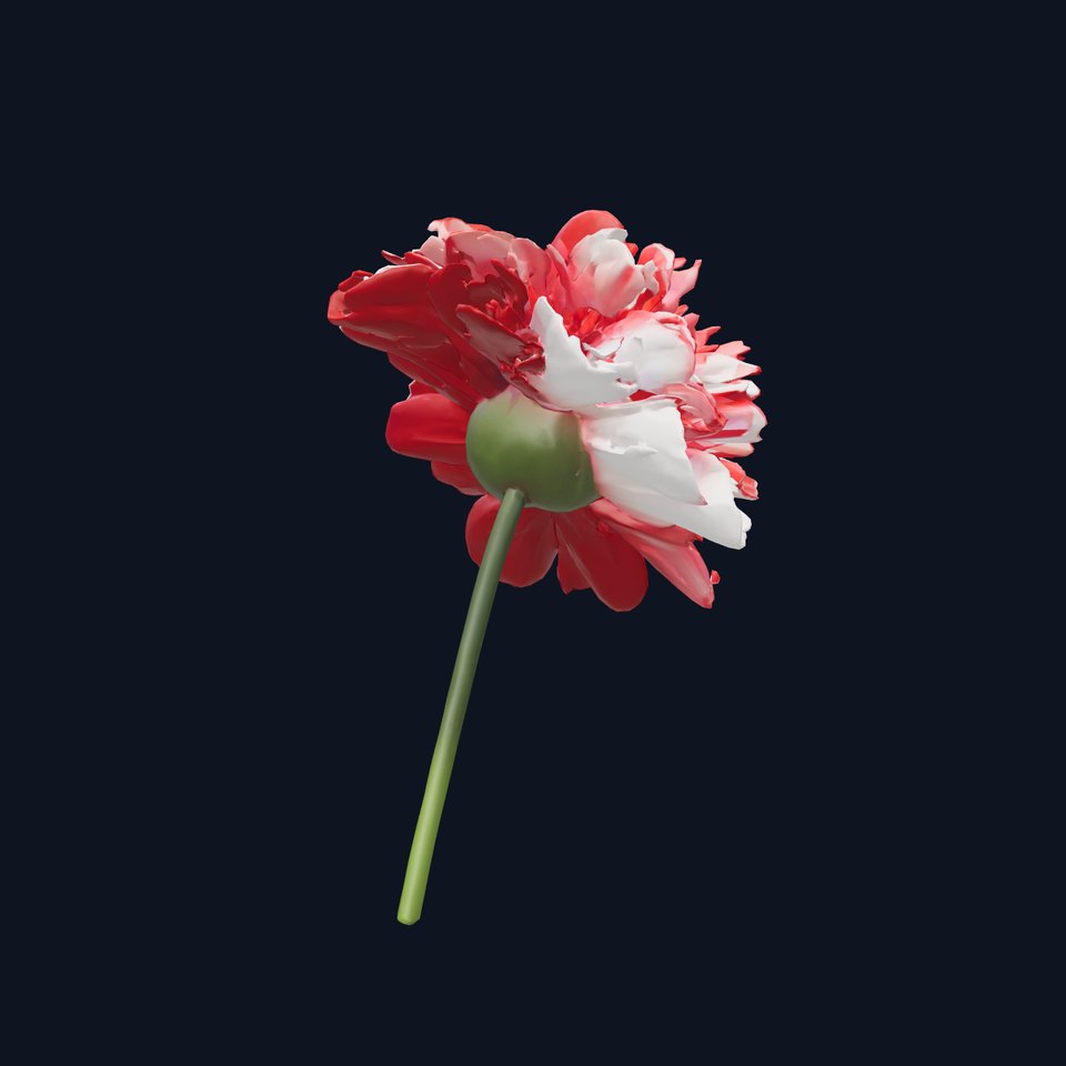 Dianthus Bicolor Flower Realistic Petal Pattern model pack