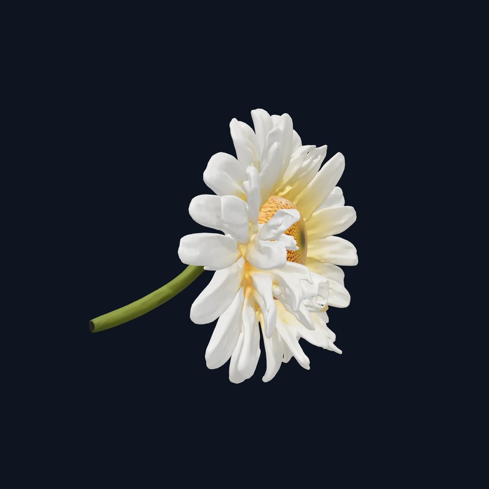 Leucanthemum Vulgare Realistic Flower Model Pack