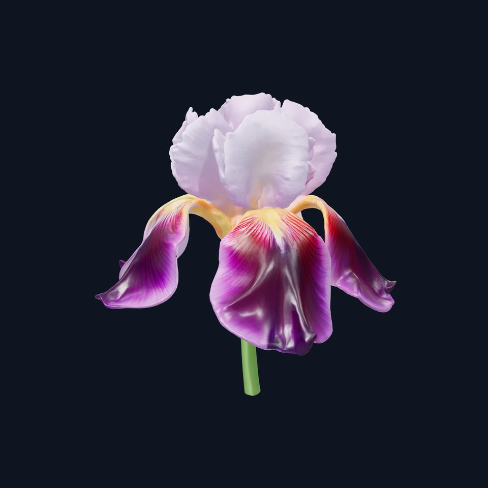 Japanese Iris Flower Realistic Model Pack