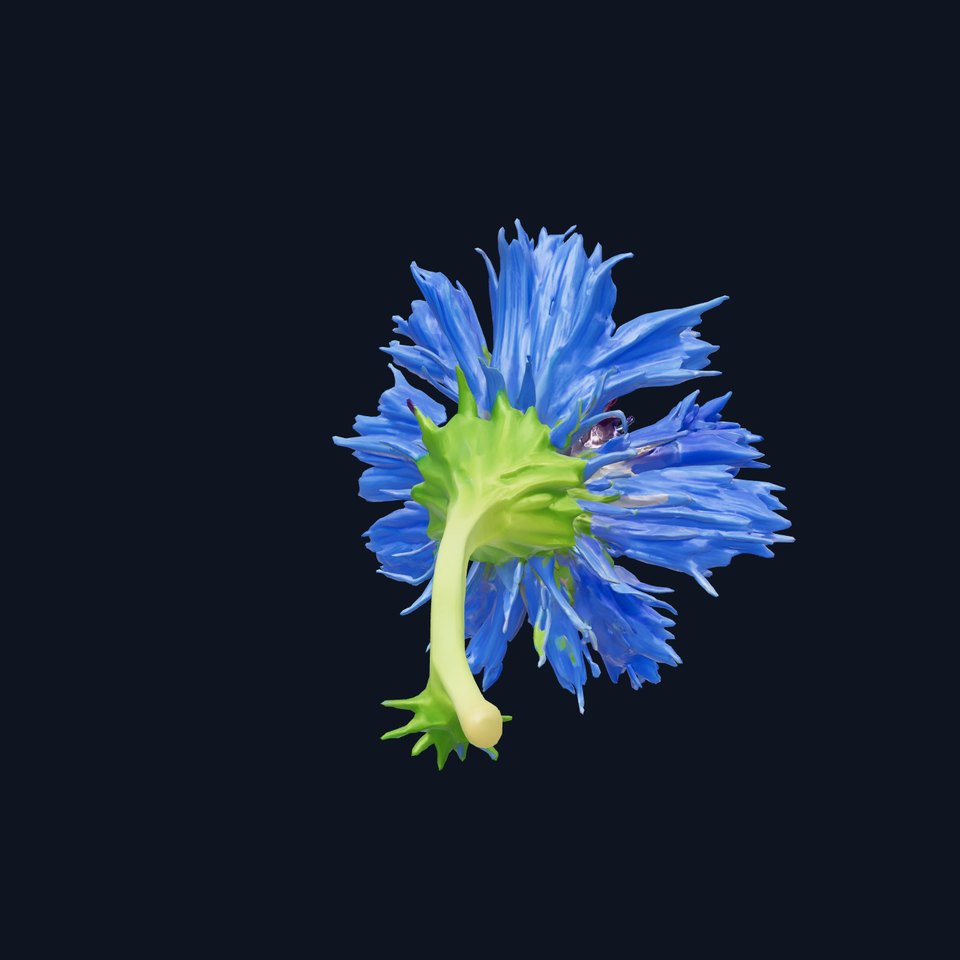 Blue Cornflower Realistic Flower 3D Model Pack