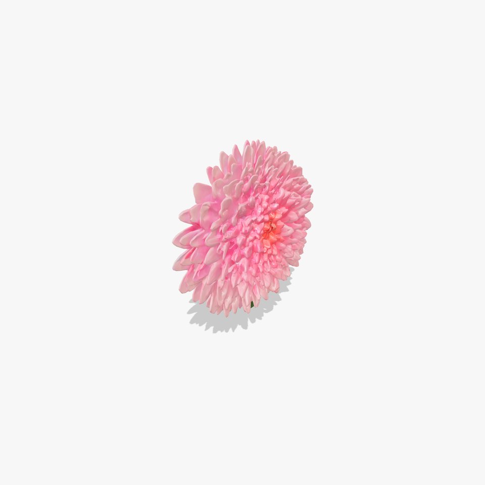 Chrysanthemum Double Lush Blooms model pack
