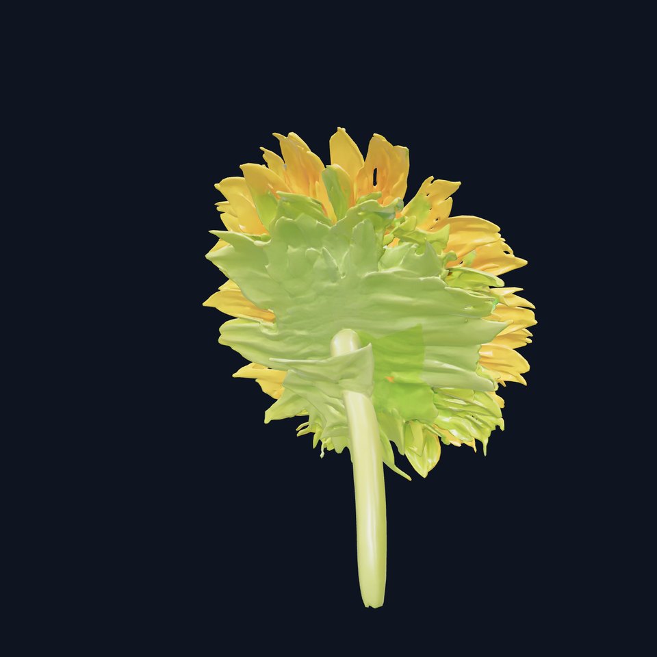 Black Center Sunflower Realistic 3D Model Pack