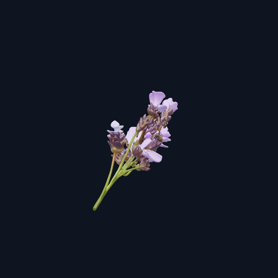 Lavender Flower Botanical Detailed 3D model pack