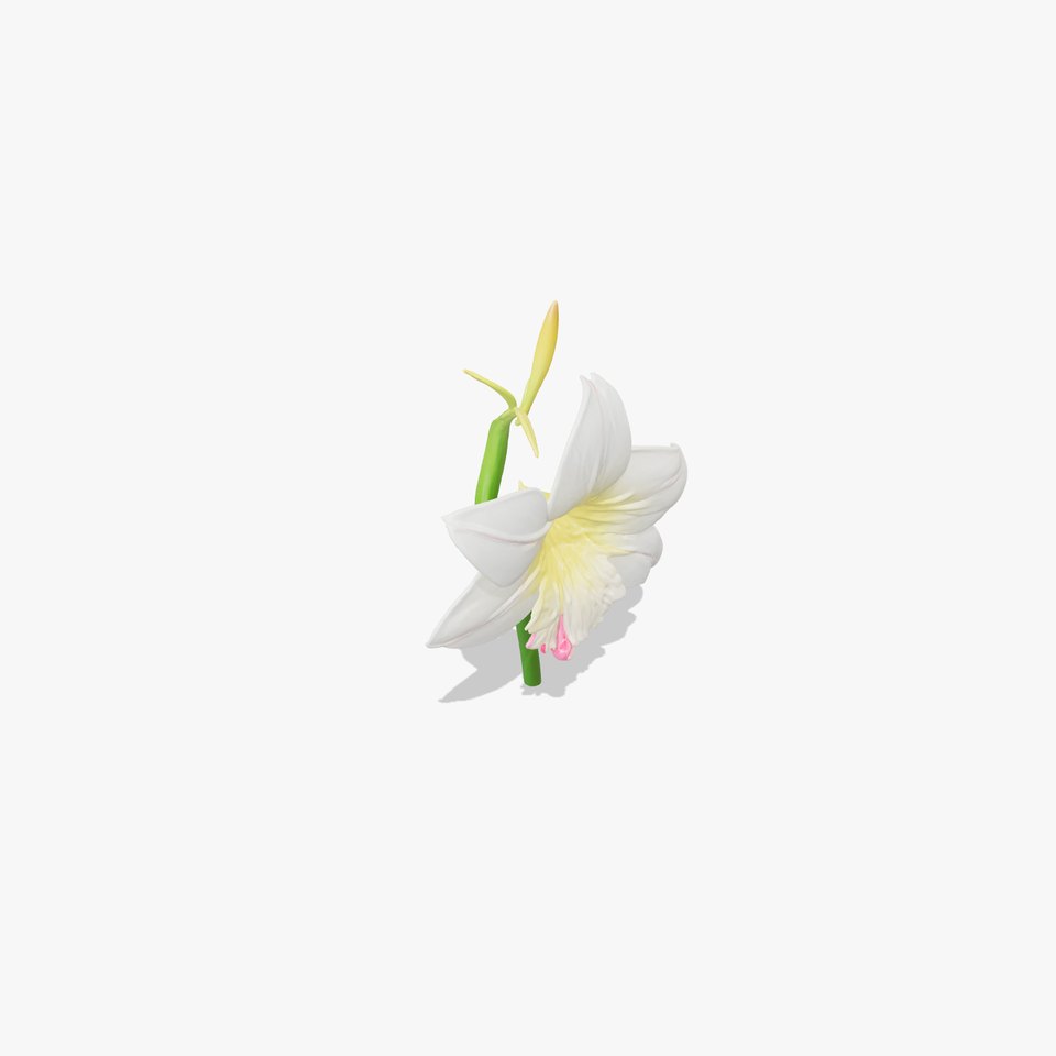 Freesia Grandiflora Large Blooms Model Pack