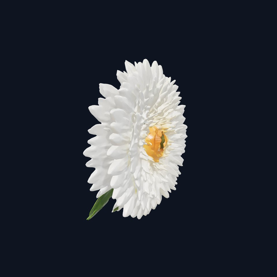 Chrysanthemum White Petal Realistic Texture model pack viewer poster