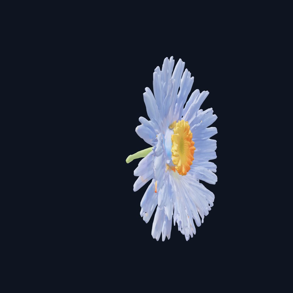 Blue Aster Flower Model Pack