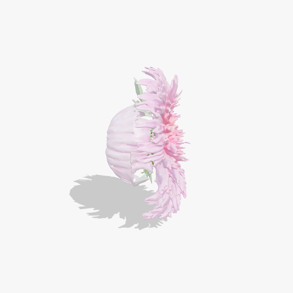 Aster Grandiflora Large Bloom Model Pack