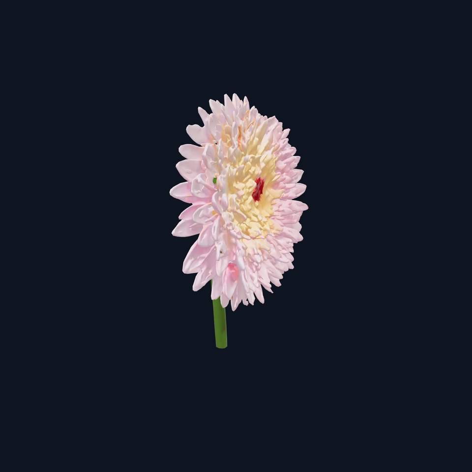 Chrysanthemum Bicolor Flower Gradient model pack