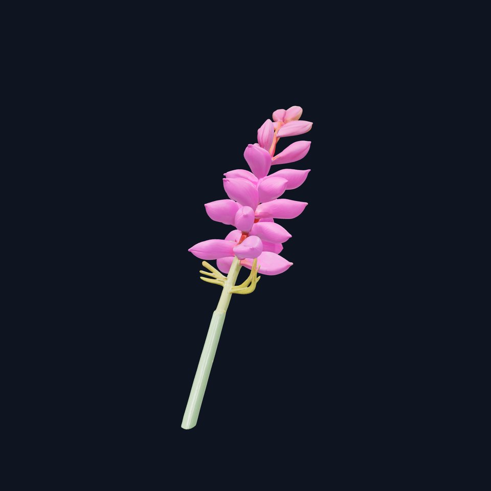 Spear Gladiolus Elegant Flora model pack