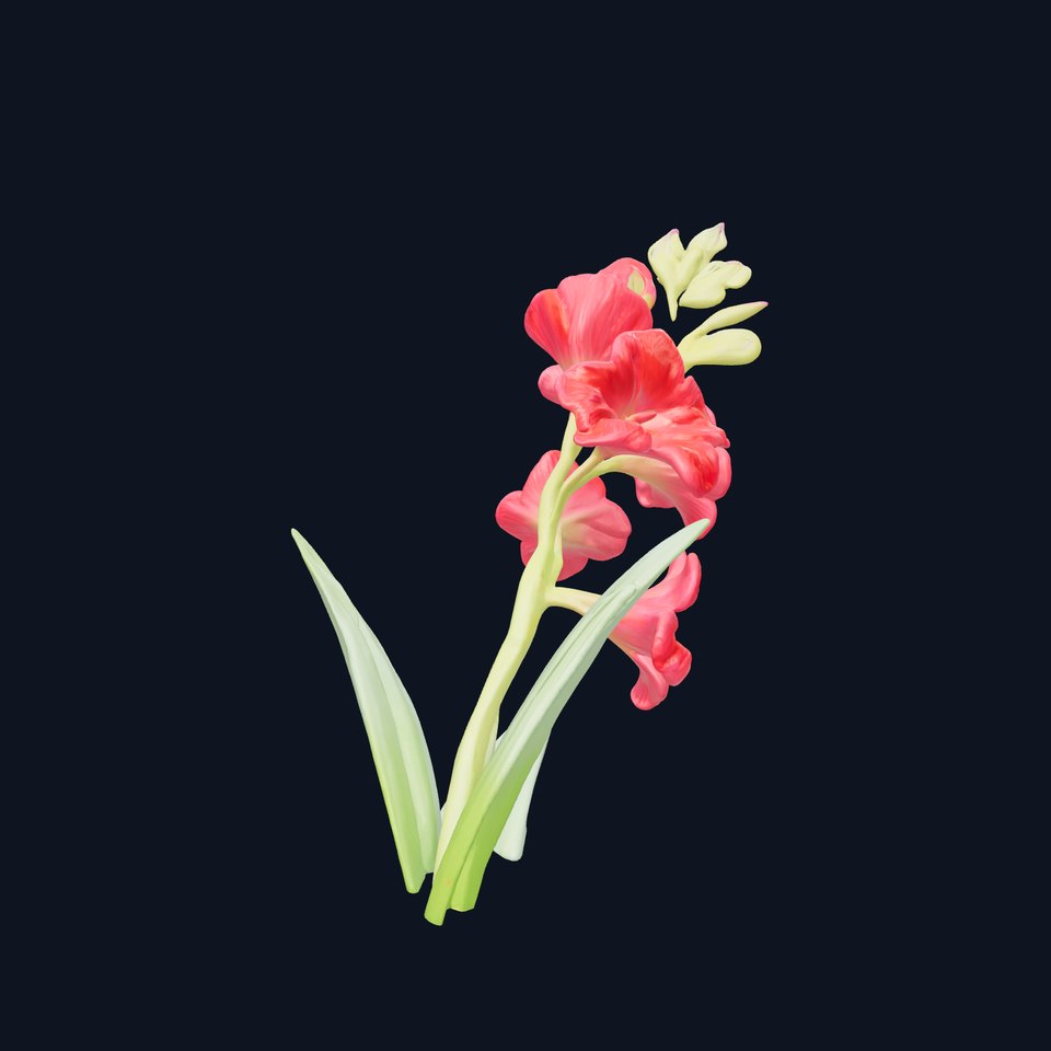 Gladiolus Minor Flower Model Pack