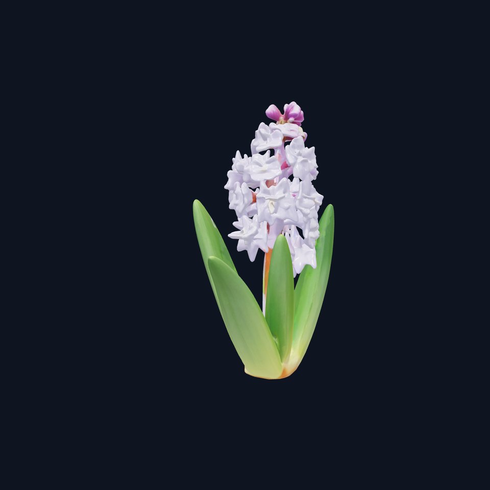 Dwarf Hyacinth Bright Petals Model Pack
